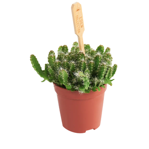 Кактус Хилоцереус Ундатус